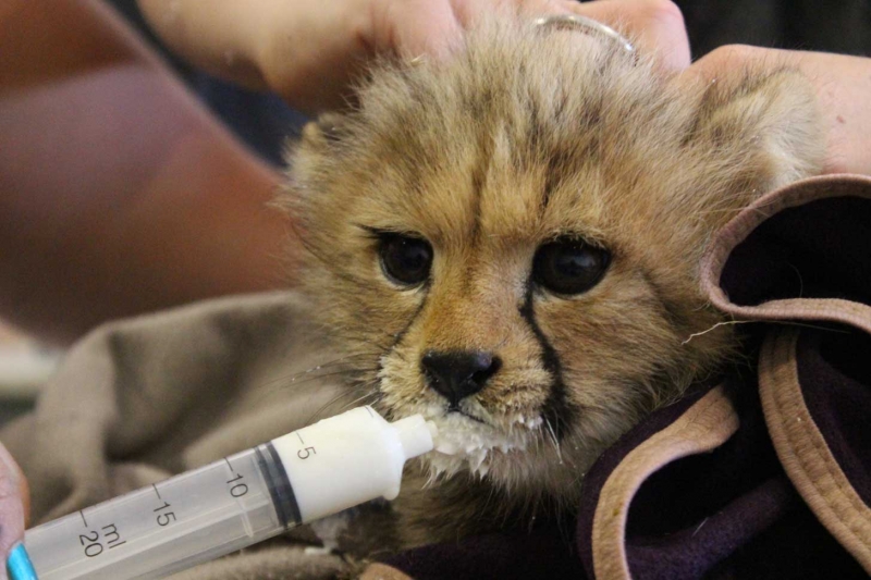 Naankuse Foundation: Human-wildlife conflict mitigation research, expert captive animal care and uplifting the San of Namibia