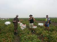 Taylor's partner, Richy, and two other pickers on the tomato farm. 