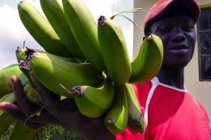 A Ugandan man harvests 